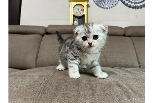 販売中の茨城県のスコティッシュフォールド(折れ耳)-118857の4枚目